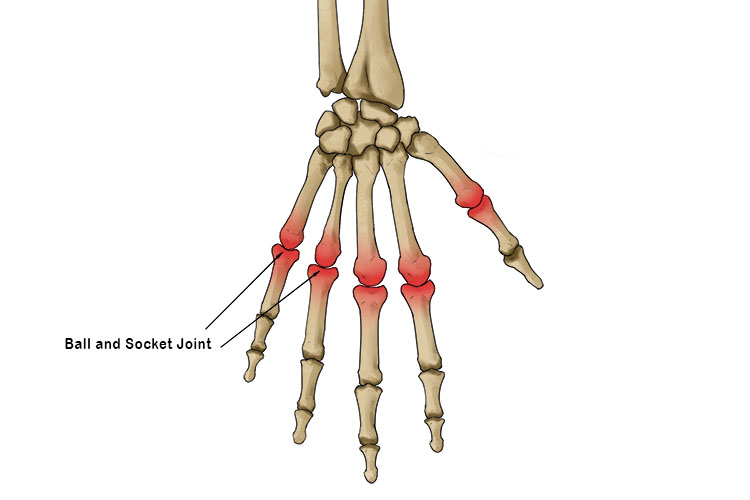A ball and socket joint can be found in the hand, halfway down your fingers
